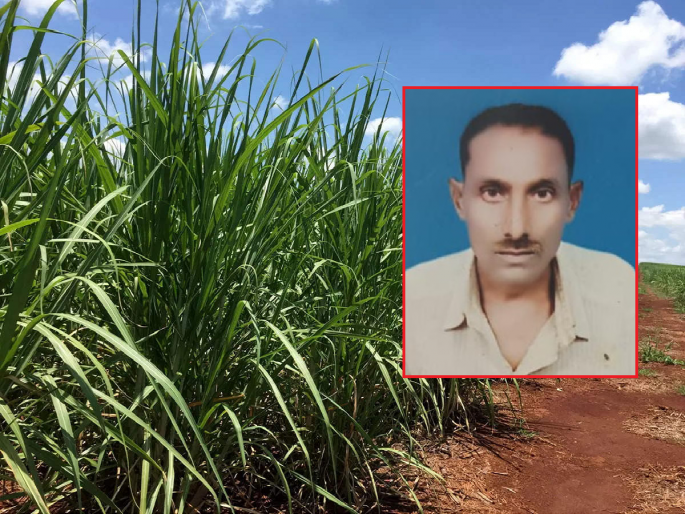 Shocking! A farmer's dead body was found in a rotting state in a sugarcane field | धक्कादायक! उसाच्या फडात कुजलेल्या अवस्थेत आढळला शेतकऱ्याचा मृतदेह Shocking! A farmer's dead body was found in a rotting state in a sugarcane field | धक्कादायक! उसाच्या फडात कुजलेल्या अवस्थेत आढळला शेतकऱ्याचा मृतदेह