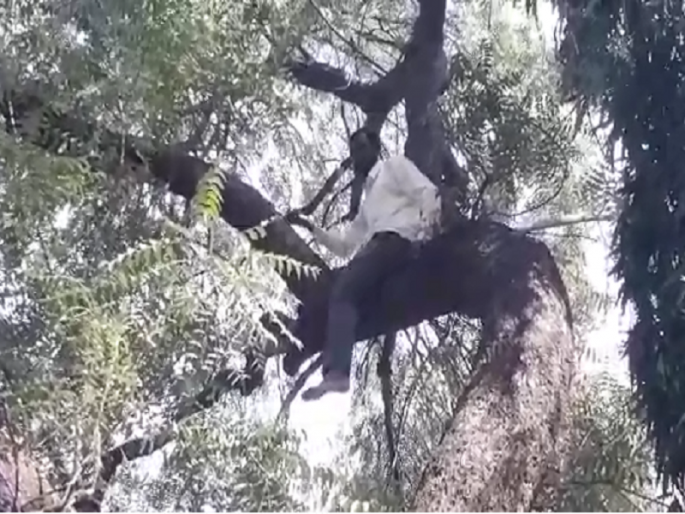 '.... only 26 rupees on account'; An angry farmer climbing a tree for crop insurance in Parabhani | '....खात्यावर फक्त २६ रुपये आहेत'; पीक विम्यासाठी उद्विग्न शेतकऱ्याचा झाडावर चढून आत्महत्येचा प्रयत्न '.... only 26 rupees on account'; An angry farmer climbing a tree for crop insurance in Parabhani | '....खात्यावर फक्त २६ रुपये आहेत'; पीक विम्यासाठी उद्विग्न शेतकऱ्याचा झाडावर चढून आत्महत्येचा प्रयत्न
