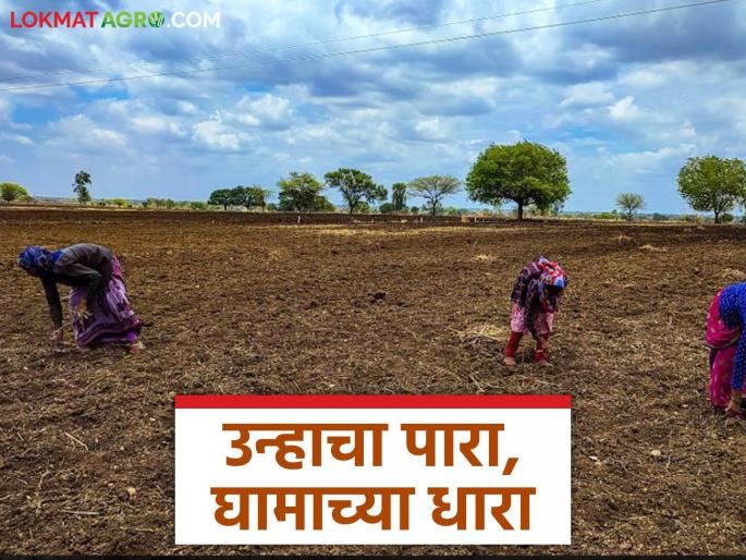 The heat of summer is hitting your body; Farmers, don't ignore these symptoms | उन्हाच्या पारा करतोय शरीरावर मारा; शेतकऱ्यांनो 'या' लक्षणांना टाळू नका The heat of summer is hitting your body; Farmers, don't ignore these symptoms | उन्हाच्या पारा करतोय शरीरावर मारा; शेतकऱ्यांनो 'या' लक्षणांना टाळू नका