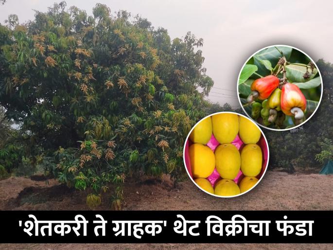 Addition of commercialization to traditional mango and cashew farming | पारंपरिक आंबा व काजू शेतीला व्यावसायिकतेची जोड Addition of commercialization to traditional mango and cashew farming | पारंपरिक आंबा व काजू शेतीला व्यावसायिकतेची जोड