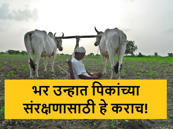 Latest News How and what to take care of crops in summer season, read in detail | उन्हाळी हंगामात पिकांची नेमकी कशी आणि काय काळजी घ्यावी, वाचा सविस्तर  Latest News How and what to take care of crops in summer season, read in detail | उन्हाळी हंगामात पिकांची नेमकी कशी आणि काय काळजी घ्यावी, वाचा सविस्तर