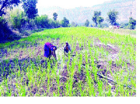  In Kolhapur district, 3 thousand farmers get a benefit of Rs | कोल्हापूर जिल्ह्यात ८० हजार शेतकऱ्यांना ४०० कोटींचा लाभ