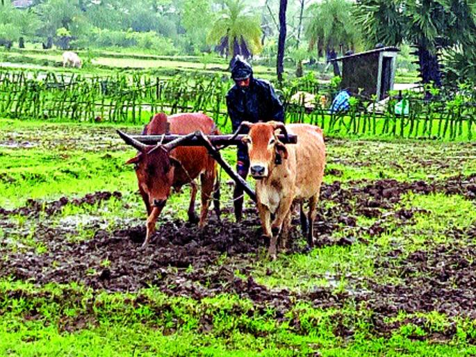 Due to the strain of rain | पावसाच्या ओढीमुळे दुबार पेरणीचे संकट ओढवले