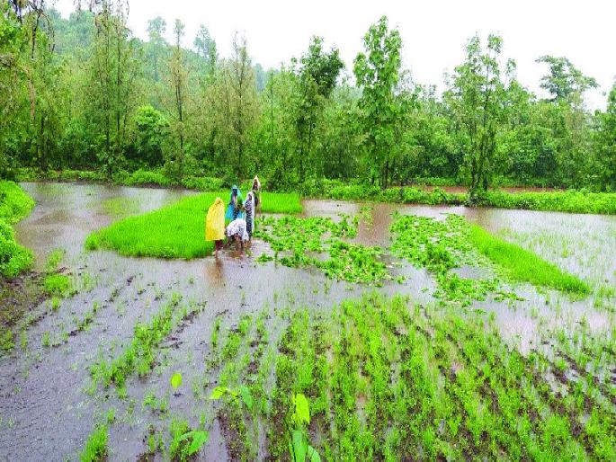 Sanjivani rainy farming | पावसाची शेतीकामाला संजीवनी Sanjivani rainy farming | पावसाची शेतीकामाला संजीवनी