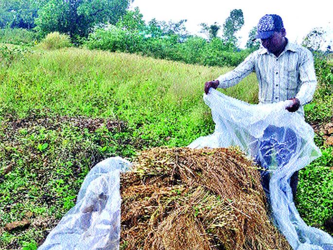 rice paddy goes, torrential rains in Vikramgarh | उरलीसुरली भातशेतीही गेली, विक्रमगडमध्ये मुसळधार पाऊस, पिके कुजून गेली rice paddy goes, torrential rains in Vikramgarh | उरलीसुरली भातशेतीही गेली, विक्रमगडमध्ये मुसळधार पाऊस, पिके कुजून गेली