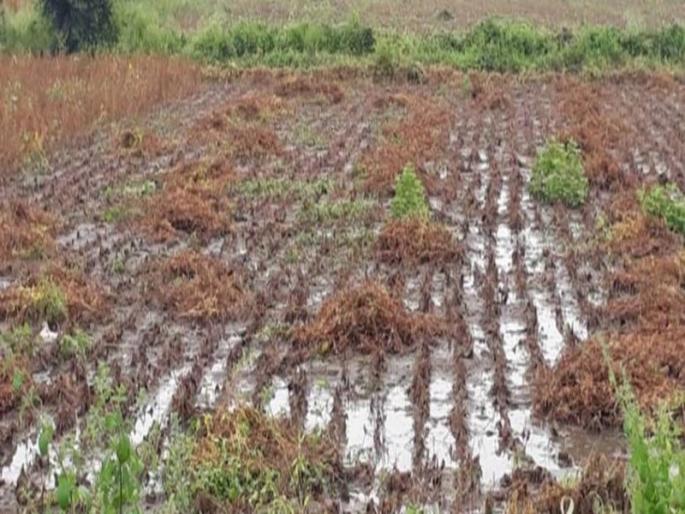 Amravati district is estimated at 54 paise; Report released by district administration | अमरावती जिल्ह्याची नजर अंदाज ५३ पैसैवारी; जिल्हा प्रशासनाकडून अहवाल जाहीर Amravati district is estimated at 54 paise; Report released by district administration | अमरावती जिल्ह्याची नजर अंदाज ५३ पैसैवारी; जिल्हा प्रशासनाकडून अहवाल जाहीर