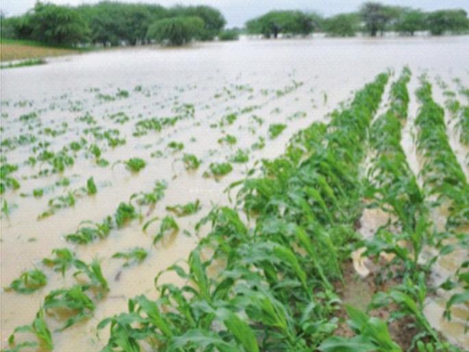 Farmers will get Rs 596 crore, decision to help for crop damage | शेतकऱ्यांना मिळणार   ५९६ कोटी रुपये, पिकांच्या नुकसानीपोटी मदतीचा निर्णय Farmers will get Rs 596 crore, decision to help for crop damage | शेतकऱ्यांना मिळणार   ५९६ कोटी रुपये, पिकांच्या नुकसानीपोटी मदतीचा निर्णय