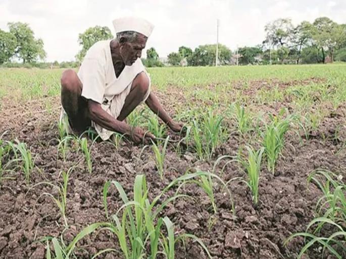 4 lakh farmers in Maharashtra disappeared from the beneficiary list; beneficiaries from 10.2 lakh to only 15 thousand | महाराष्ट्रातील ४ लाख शेतकरी लाभार्थी यादीतून झाले गायब; लाभार्थी १०.२ लाखांवरून केवळ १५ हजारांवर 4 lakh farmers in Maharashtra disappeared from the beneficiary list; beneficiaries from 10.2 lakh to only 15 thousand | महाराष्ट्रातील ४ लाख शेतकरी लाभार्थी यादीतून झाले गायब; लाभार्थी १०.२ लाखांवरून केवळ १५ हजारांवर