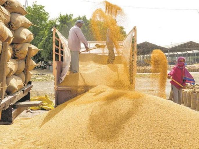 Buldhana : Farmers' back to NAFED center! | हमीभावापेक्षा व्यापाऱ्यांकडून जास्त भाव; नाफेड केंद्राकडे शेतकऱ्यांची पाठ! Buldhana : Farmers' back to NAFED center! | हमीभावापेक्षा व्यापाऱ्यांकडून जास्त भाव; नाफेड केंद्राकडे शेतकऱ्यांची पाठ!