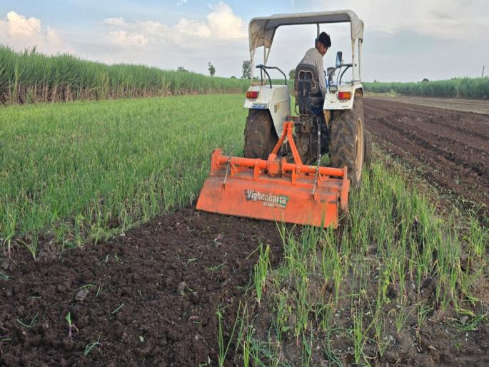 Rotavator was reluctantly turned on a 2-month-old onion crop; Heavy rain and bad weather hit the crop twice | २ महिन्यांच्या कांदा पिकावर नाईलाजाने रोटाव्हेटर फिरवला; अतिवृष्टी आणि खराब हवामानाचा दुहेरी फटका