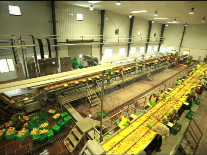 farmers componies turnover on 200 crores | राज्यातील शेतकरी कंपन्यांची दोनशे कोटींची उलाढाल! farmers componies turnover on 200 crores | राज्यातील शेतकरी कंपन्यांची दोनशे कोटींची उलाढाल!