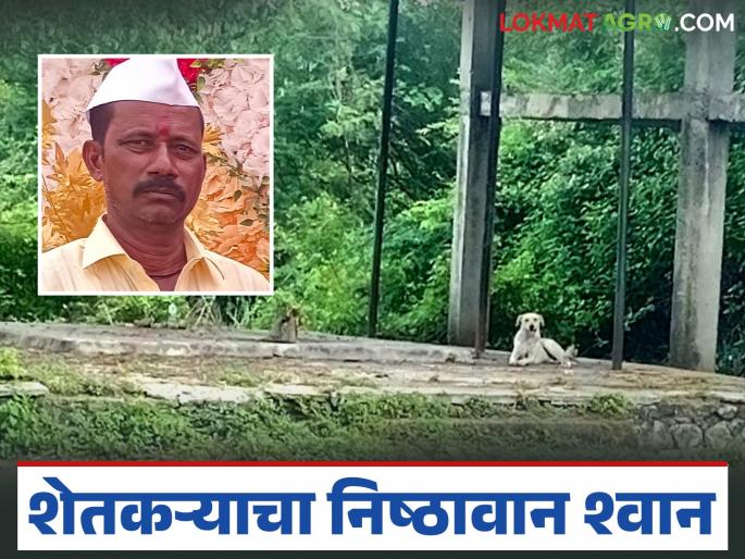 Loyalty is like this! Pet dog stays in cemetery for 9 days in farmers memory | निष्ठा असावी तर अशी! तब्बल ९ दिवसांपासून पाळीव कुत्र्याचा शेतकऱ्याच्या आठवणीत स्मशानभुमीतच मुक्काम