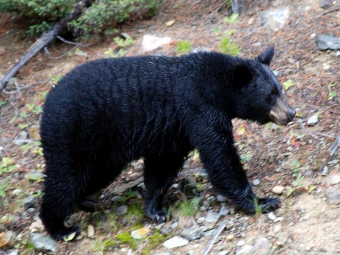 Farmers injured in bear attack | अस्वलाच्या हल्ल्यात शेतकरी जखमी Farmers injured in bear attack | अस्वलाच्या हल्ल्यात शेतकरी जखमी