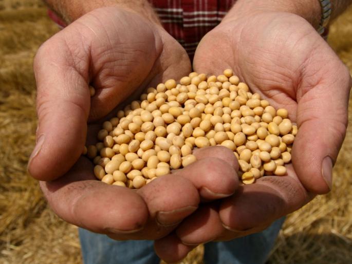 Farmers looted under the name of modified seeds! | संशोधित बियाण्यांच्या नावाखाली शेतकऱ्यांची लूट! Farmers looted under the name of modified seeds! | संशोधित बियाण्यांच्या नावाखाली शेतकऱ्यांची लूट!