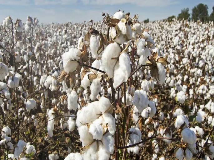 farmers of Vinchur sent a letter to the Prime Minister to resolve the cotton crisis | कापूस कोंडी सोडविण्यासाठी विंचुरच्या शेतकऱ्यांनी पाठविले पंतप्रधानांना पत्र farmers of Vinchur sent a letter to the Prime Minister to resolve the cotton crisis | कापूस कोंडी सोडविण्यासाठी विंचुरच्या शेतकऱ्यांनी पाठविले पंतप्रधानांना पत्र