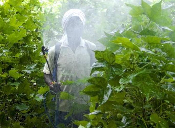 Four to five farmers poisoned by spraying every day! | दररोज चार ते पाच शेतकऱ्यांना फवारणीतून विषबाधा! Four to five farmers poisoned by spraying every day! | दररोज चार ते पाच शेतकऱ्यांना फवारणीतून विषबाधा!