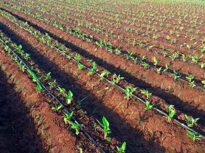 Farmers shift from cotton and soybean to turmeric cultivation! | कपाशी, सोयाबीन सोडून शेतकरी हळद लागवडीकडे! Farmers shift from cotton and soybean to turmeric cultivation! | कपाशी, सोयाबीन सोडून शेतकरी हळद लागवडीकडे!