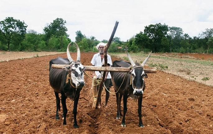 63 landless became landlords in two years! | दोन वर्षात ६३ भूमिहीन झाले जमीनदार! 63 landless became landlords in two years! | दोन वर्षात ६३ भूमिहीन झाले जमीनदार!