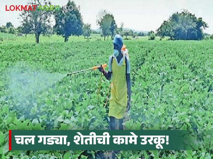 latest news Agriculture News: The rain has stopped; Come on, let's get on with agricultural work! | Agriculture News : पावसाने घेतली उसंत; चल गड्या, शेतीची कामे उरकू!