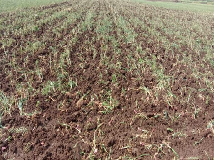 Roated plot on onion farming land who destroyed by heavy rain | अतिवृष्टीला बळी पडलेल्या कांद्यावर फिरवला नांगर Roated plot on onion farming land who destroyed by heavy rain | अतिवृष्टीला बळी पडलेल्या कांद्यावर फिरवला नांगर