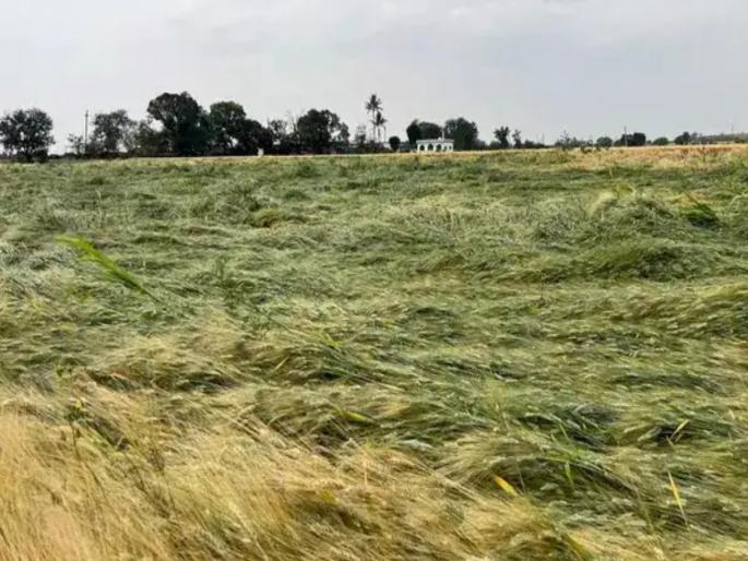 23 districts in the state hit by unseasonal rains Crops on 23,331 hectares damaged | राज्यात २३ जिल्ह्यांना अवकाळीचा फटका; २३ हजार ३३१ हेक्टरवरील पिकांचे नुकसान