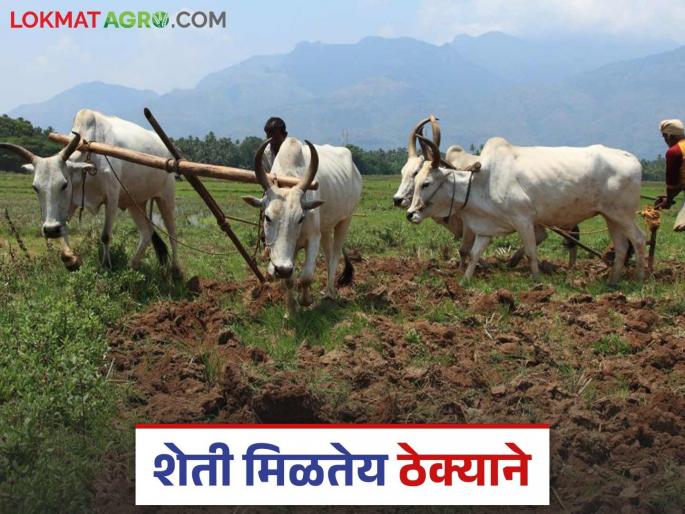Unable to afford expenses, unable to find labor; farmers are increasingly inclined to contract farming | खर्च परवडेना, मजूर मिळेना; शेती ठेक्याने देण्याकडे वाढतोय शेतकऱ्यांचा कल Unable to afford expenses, unable to find labor; farmers are increasingly inclined to contract farming | खर्च परवडेना, मजूर मिळेना; शेती ठेक्याने देण्याकडे वाढतोय शेतकऱ्यांचा कल