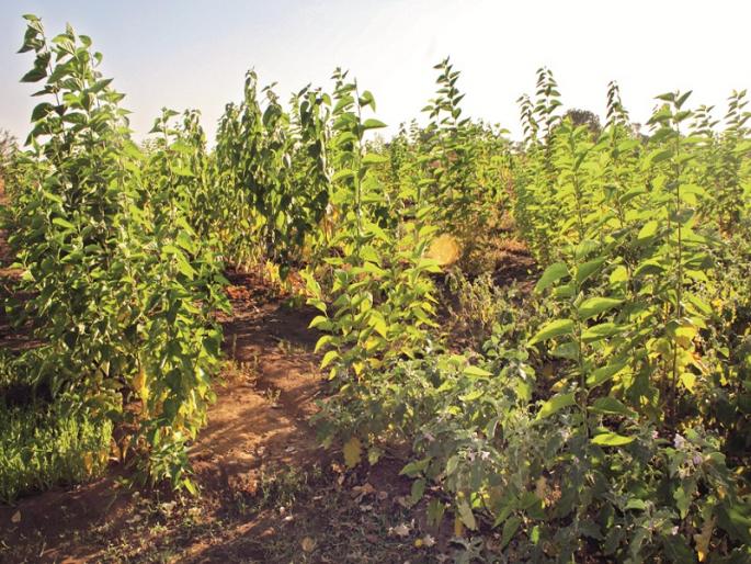 Jalana Water shortage is Man-Made; Hundreds of farmers' farming on stolen water! | जालन्यावरील जलसंकट मानवनिर्मित; चोरीच्या पाण्यावर पोसतेय शेतकऱ्यांची शेकडो एकर शेती !  Jalana Water shortage is Man-Made; Hundreds of farmers' farming on stolen water! | जालन्यावरील जलसंकट मानवनिर्मित; चोरीच्या पाण्यावर पोसतेय शेतकऱ्यांची शेकडो एकर शेती !