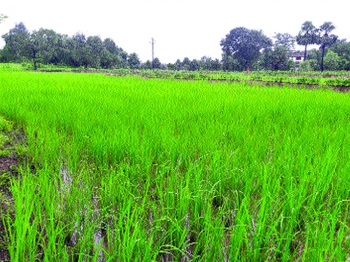 Enhanced monsoon boosted the economy, signs of employment growth | दमदार मान्सूनमुळे अर्थव्यवस्थेला उभारी, रोजगारवाढीची चिन्हे