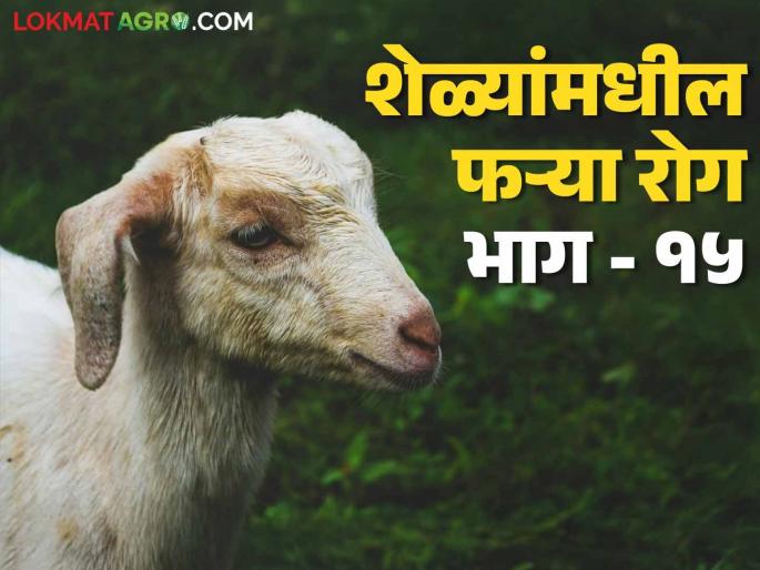 Latest News Goat Farming Symptoms and treatment of Distemper lice in goats, know in detail | Goat Diseases : शेळ्यांमधील फऱ्या आजाराची लक्षणे आणि उपाय, जाणून घ्या सविस्तर 