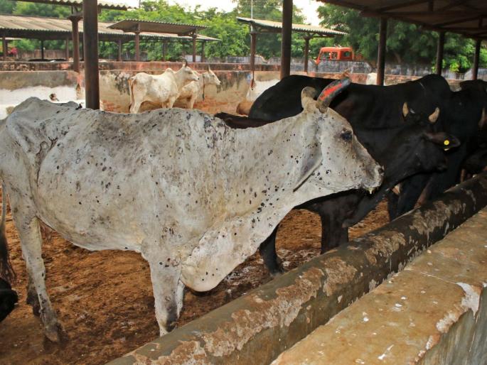 Traffic of animals, ban on races in Nashik district; District Lumpi declared an affected area, also restrictions on buying and selling | नाशिक जिल्ह्यात जनावरांची वाहतूक, शर्यतींवर बंदी; जिल्हा लम्पी बाधित क्षेत्र घोषीत, खरेदी-विक्रीवरही निर्बंध Traffic of animals, ban on races in Nashik district; District Lumpi declared an affected area, also restrictions on buying and selling | नाशिक जिल्ह्यात जनावरांची वाहतूक, शर्यतींवर बंदी; जिल्हा लम्पी बाधित क्षेत्र घोषीत, खरेदी-विक्रीवरही निर्बंध