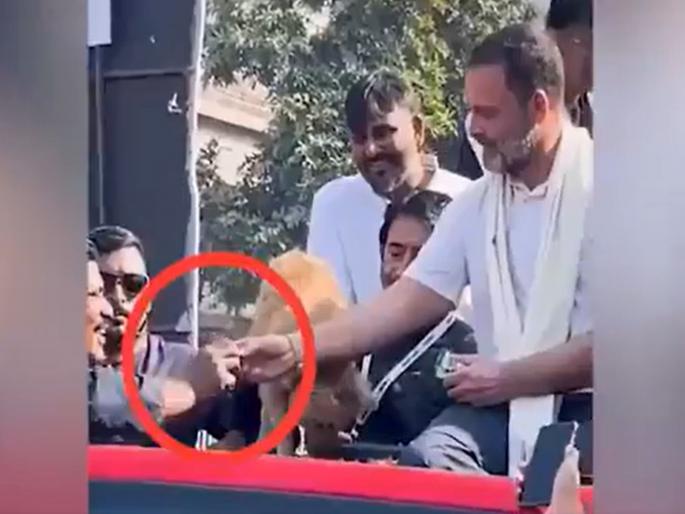 Congress leader Rahul gandhi commented about dog biscuit viral video | 'कुत्र्यांनी भाजपवाल्यांचे काय बिघडवले...?', बिस्किट खाऊ घालण्याच्या मुद्द्यावर राहुल गांधी स्पष्टच बोलले   Congress leader Rahul gandhi commented about dog biscuit viral video | 'कुत्र्यांनी भाजपवाल्यांचे काय बिघडवले...?', बिस्किट खाऊ घालण्याच्या मुद्द्यावर राहुल गांधी स्पष्टच बोलले