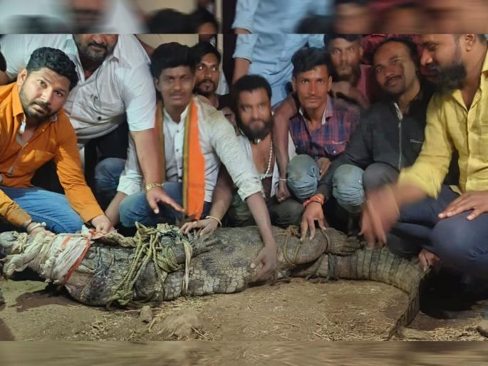 Crocodile found in a farm near Nilanga town, managed to catch it after tireless efforts | निलंगा शहरानजीकच्या शेततळ्यात आढळली मगर, अथक प्रयत्नानंतर पकडण्यात यश Crocodile found in a farm near Nilanga town, managed to catch it after tireless efforts | निलंगा शहरानजीकच्या शेततळ्यात आढळली मगर, अथक प्रयत्नानंतर पकडण्यात यश