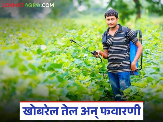 Latest News Why should you apply coconut oil to your body while spraying crops Read in detail | पिकांवर फवारणी करताना अंगाला खोबरेल तेल का लावावे, वाचा सविस्तर 