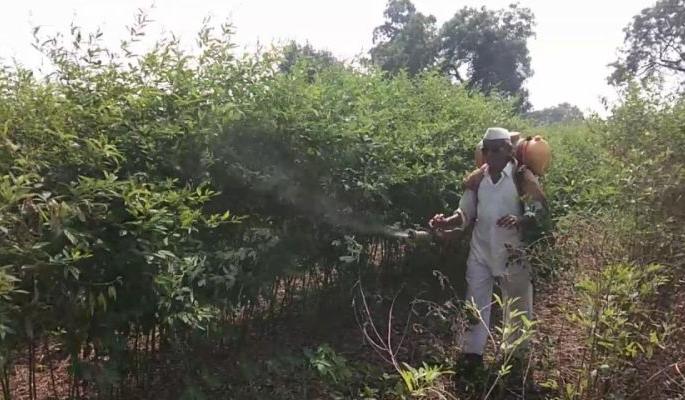 Spraying for Kid Control on Toor is fast! | तुरीवरील किड नियंत्रणासाठी फवारणीचे काम तेजीत! Spraying for Kid Control on Toor is fast! | तुरीवरील किड नियंत्रणासाठी फवारणीचे काम तेजीत!