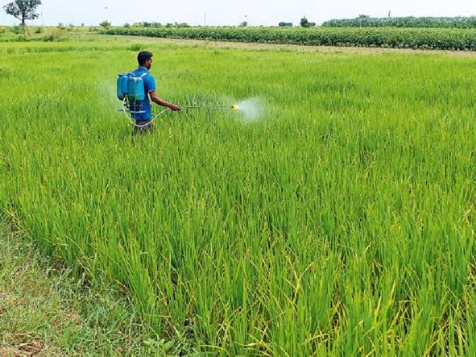 12 farmers poisoned, one died during treatment during chemical fertilizers using in farm | फवारणीचा जीवघेणा फास; १२ शेतकऱ्यांना विषबाधा, एकाचा उपचारादरम्यान मृत्यू 12 farmers poisoned, one died during treatment during chemical fertilizers using in farm | फवारणीचा जीवघेणा फास; १२ शेतकऱ्यांना विषबाधा, एकाचा उपचारादरम्यान मृत्यू