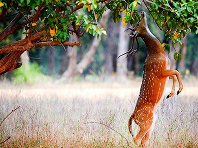 It is impossible for humans to survive without wildlife! | World Environment Day: वन्यप्राण्यांशिवाय मानव जगणे अशक्य! It is impossible for humans to survive without wildlife! | World Environment Day: वन्यप्राण्यांशिवाय मानव जगणे अशक्य!