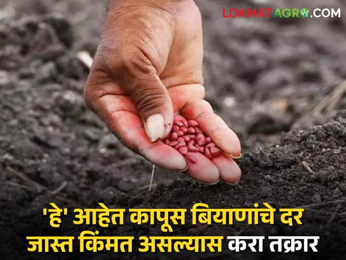 Cotton Seeds How much are the rates of cotton seeds? Report if selling at higher rate | Cotton Seeds : कापूस बियाणांचे योग्य दर किती? जास्त दराने विक्री होत असल्यास करा तक्रार Cotton Seeds How much are the rates of cotton seeds? Report if selling at higher rate | Cotton Seeds : कापूस बियाणांचे योग्य दर किती? जास्त दराने विक्री होत असल्यास करा तक्रार