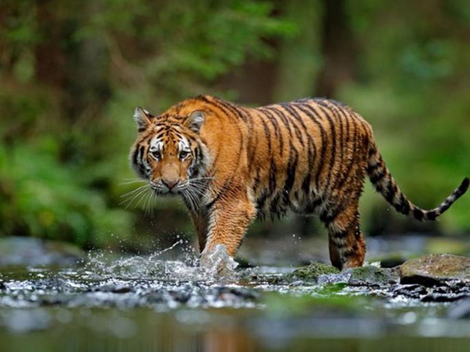 India alone accounts for 70% of the world's tigers: Javadekar | जगातील ७० टक्के वाघ एकट्या भारतात-जावडेकर India alone accounts for 70% of the world's tigers: Javadekar | जगातील ७० टक्के वाघ एकट्या भारतात-जावडेकर