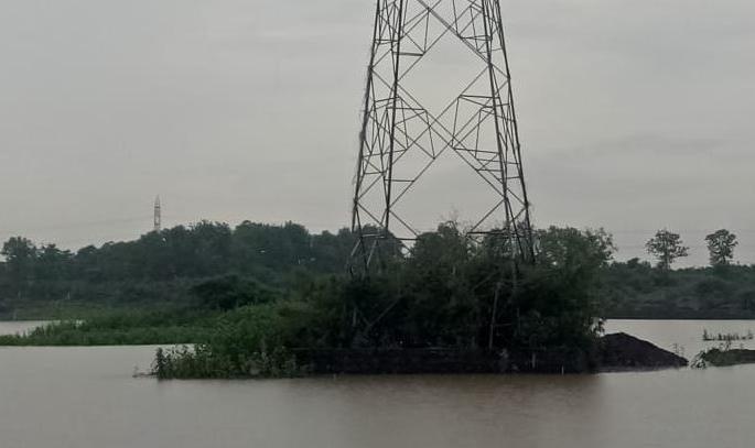 Monkeys stuck on flooded trees; The forest department team will try to rescue | पुराने वेढलेल्या झाडावर अडकली माकडे; वनविभागाची चमू करणार सुटकेसाठी प्रयत्न Monkeys stuck on flooded trees; The forest department team will try to rescue | पुराने वेढलेल्या झाडावर अडकली माकडे; वनविभागाची चमू करणार सुटकेसाठी प्रयत्न