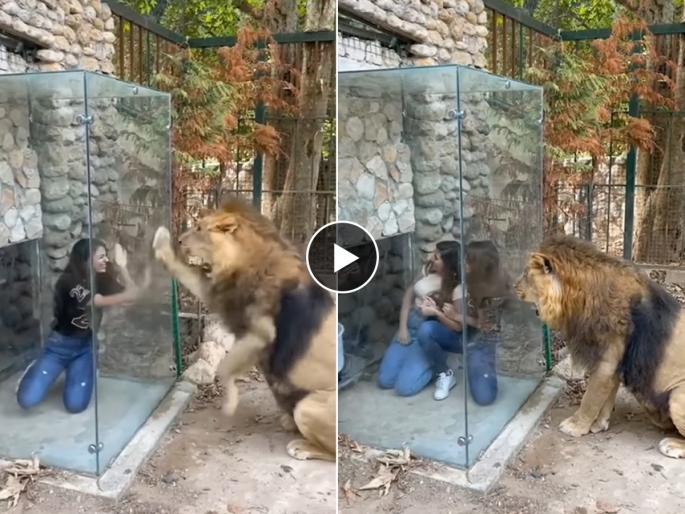 Angry Lion Viral Video with Girls : Anything for a photo! The girl did such a thing in front of the lion that she became the king of the jungle out of anger... | सिंह समोर असताना मुलीने काय केलं पाहा, रागाने जंगलच्या राजाची अवस्था अशी झाली की..
