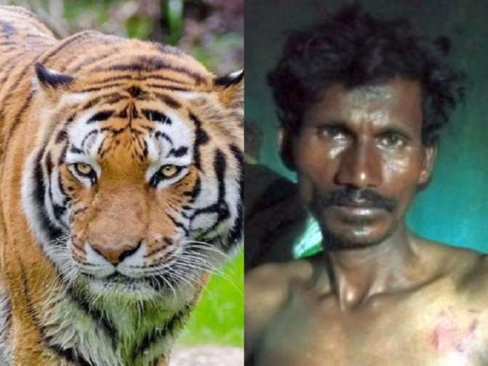 The tiger attacked; But the cowherd fought and run away the tiger | वाघाने हल्ला केला; मात्र गुराख्याने झुंज देत वाघाला पिटाळून लावले ! The tiger attacked; But the cowherd fought and run away the tiger | वाघाने हल्ला केला; मात्र गुराख्याने झुंज देत वाघाला पिटाळून लावले !