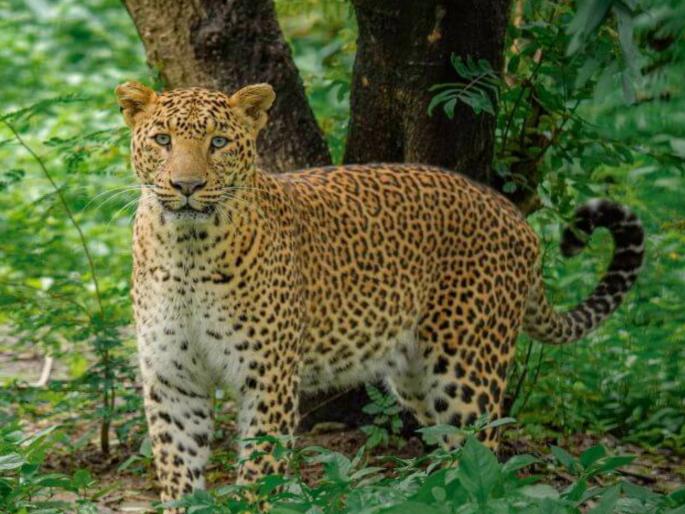 Leopard numbers and attacks will continue to increase; Official permission for hunting is an option - Madhav Gadgil | बिबट्यांची संख्या व हल्ले वाढतच राहणार; शिकारीला अधिकृत परवानगी हाच पर्याय - माधव गाडगीळ