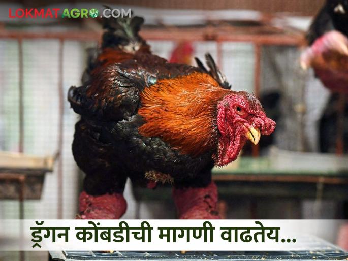 Dragon chicken one in a million! What is so special about this chicken? | ड्रॅगन कोंबडी लाखांत एक! या कोंबडीत असं काय विशेष आहे? Dragon chicken one in a million! What is so special about this chicken? | ड्रॅगन कोंबडी लाखांत एक! या कोंबडीत असं काय विशेष आहे?