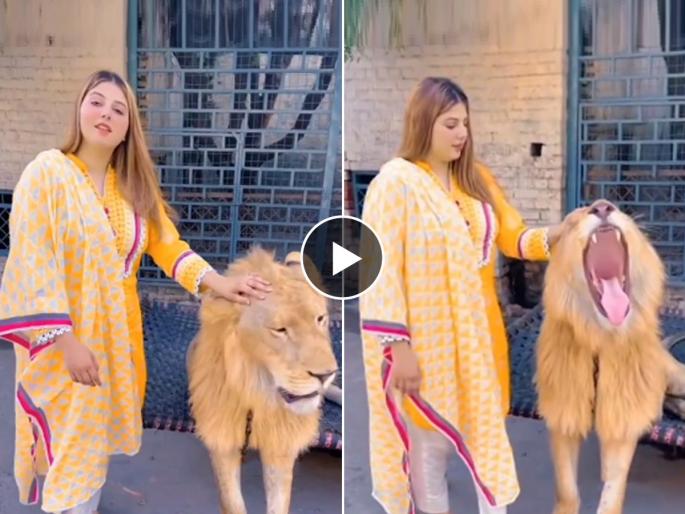 Viral Video Of Girl With Lion While Posing for Photograph : The girl stood beside the lion as a heavy pose for the photo.. But the lion got annoyed and.. Watch the viral video.. | फोटोसाठी भारी पोज म्हणून तरुणी सिंहाच्या बाजूला जाऊन उभी राहिली.. मात्र सिंह वैतागला आणि.. पाहा व्हायरल व्हिडिओ..
