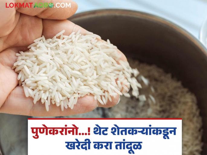 Pune Rice Festival Rice festival underway in Pune Opportunity to buy directly from farmers | Pune Rice Festival : पुण्यात भरलाय तांदूळ महोत्सव! थेट शेतकऱ्यांकडून खरेदी करण्याची संधी Pune Rice Festival Rice festival underway in Pune Opportunity to buy directly from farmers | Pune Rice Festival : पुण्यात भरलाय तांदूळ महोत्सव! थेट शेतकऱ्यांकडून खरेदी करण्याची संधी