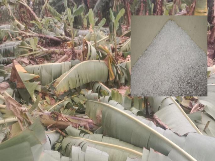 Dhorpagaon area was hit by hailstorm, the farmers lost their grass | ढोरपगाव परिसराला गारपीट, शेतकऱ्यांच्या तोंडचा घास हिरावला Dhorpagaon area was hit by hailstorm, the farmers lost their grass | ढोरपगाव परिसराला गारपीट, शेतकऱ्यांच्या तोंडचा घास हिरावला