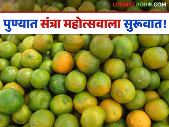 Pune: Punekars, buy oranges directly from farmers | Orange Festival : पुणेकरांनो थेट शेतकऱ्यांकडून खरेदी करा संत्रा! आजपासून कोथरूडमध्ये संत्रा महोत्सवाला सुरूवात Pune: Punekars, buy oranges directly from farmers | Orange Festival : पुणेकरांनो थेट शेतकऱ्यांकडून खरेदी करा संत्रा! आजपासून कोथरूडमध्ये संत्रा महोत्सवाला सुरूवात