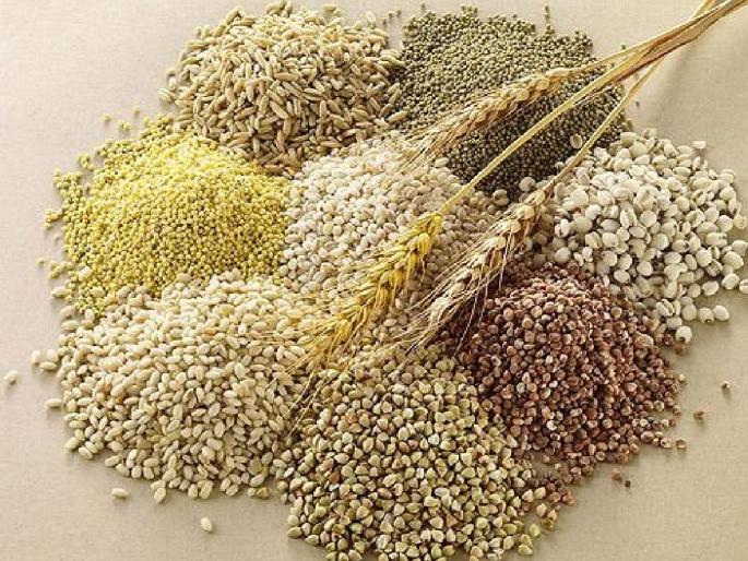 Farmers will get 69,000 seed kits of free cereals, call for contact with Agriculture Department | शेतकऱ्यांना मिळणार मोफत तृणधान्याच्या ६९ हजार बियाणे किट, कृषी विभागाशी संपर्काचे आवाहन Farmers will get 69,000 seed kits of free cereals, call for contact with Agriculture Department | शेतकऱ्यांना मिळणार मोफत तृणधान्याच्या ६९ हजार बियाणे किट, कृषी विभागाशी संपर्काचे आवाहन