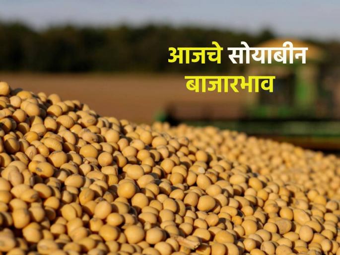 What are the market prices of soybeans on the eve of Diwali? Find out.. | दिवाळीच्या तोंडावर सोयाबीनचे काय आहेत बाजारभाव? जाणून घ्या.. What are the market prices of soybeans on the eve of Diwali? Find out.. | दिवाळीच्या तोंडावर सोयाबीनचे काय आहेत बाजारभाव? जाणून घ्या..