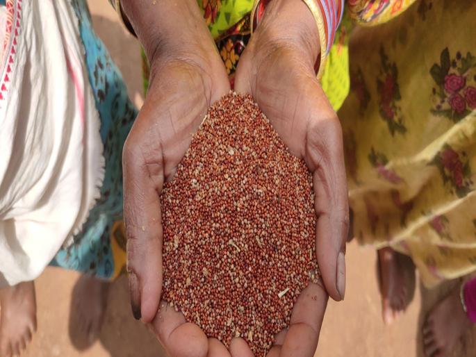 Pre-monsoon preparations 10,000 quintal seeds in the market, Agriculture Department ready for Kharif season | मान्सूनपूर्वीच तयारी; १० हजार क्विंटल बियाणे बाजारात, खरीप हंगामासाठी कृषी विभाग सज्ज Pre-monsoon preparations 10,000 quintal seeds in the market, Agriculture Department ready for Kharif season | मान्सूनपूर्वीच तयारी; १० हजार क्विंटल बियाणे बाजारात, खरीप हंगामासाठी कृषी विभाग सज्ज